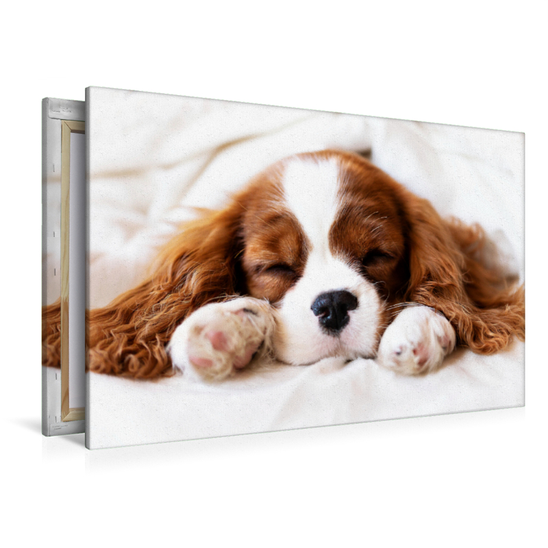 Ein Motiv aus dem Kalender Der Welpenkalender - Cavalier King Charles Spaniel