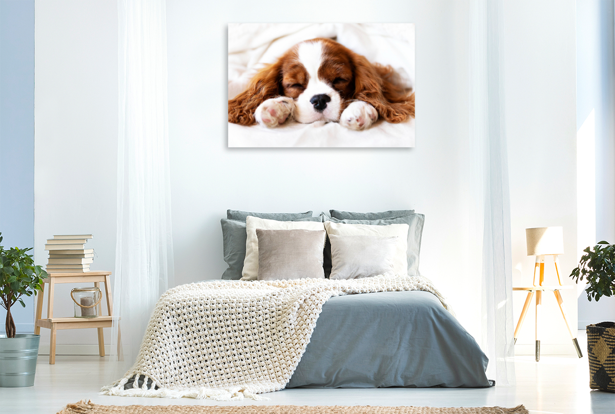 Ein Motiv aus dem Kalender Der Welpenkalender - Cavalier King Charles Spaniel