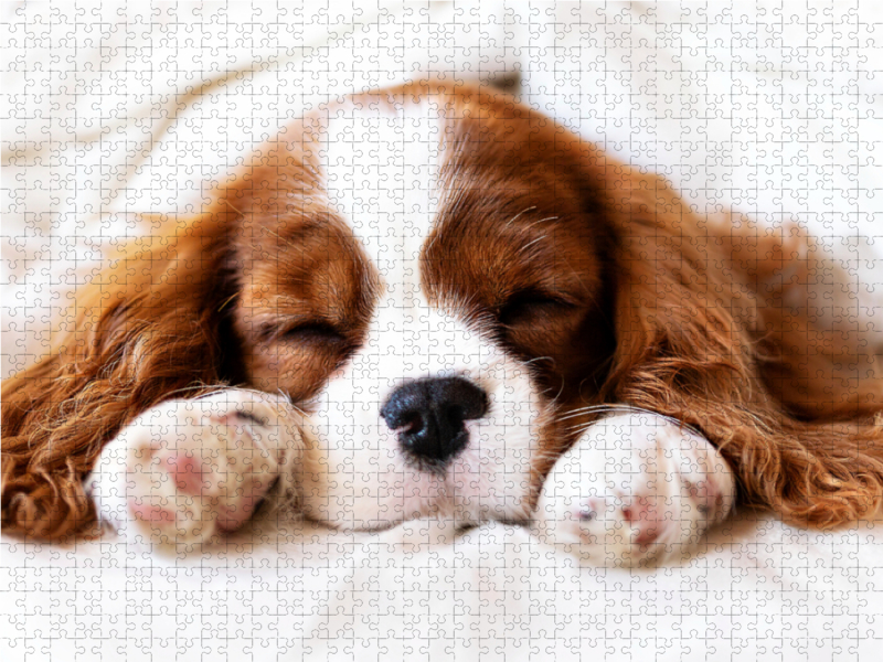 Ein Motiv aus dem Kalender Der Welpenkalender - Cavalier King Charles Spaniel