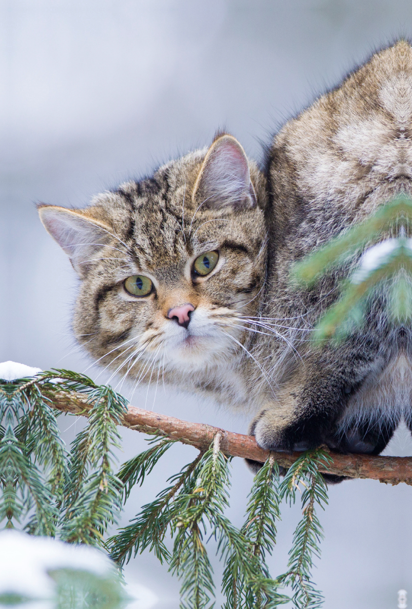 Europäische Wildkatze im Winter