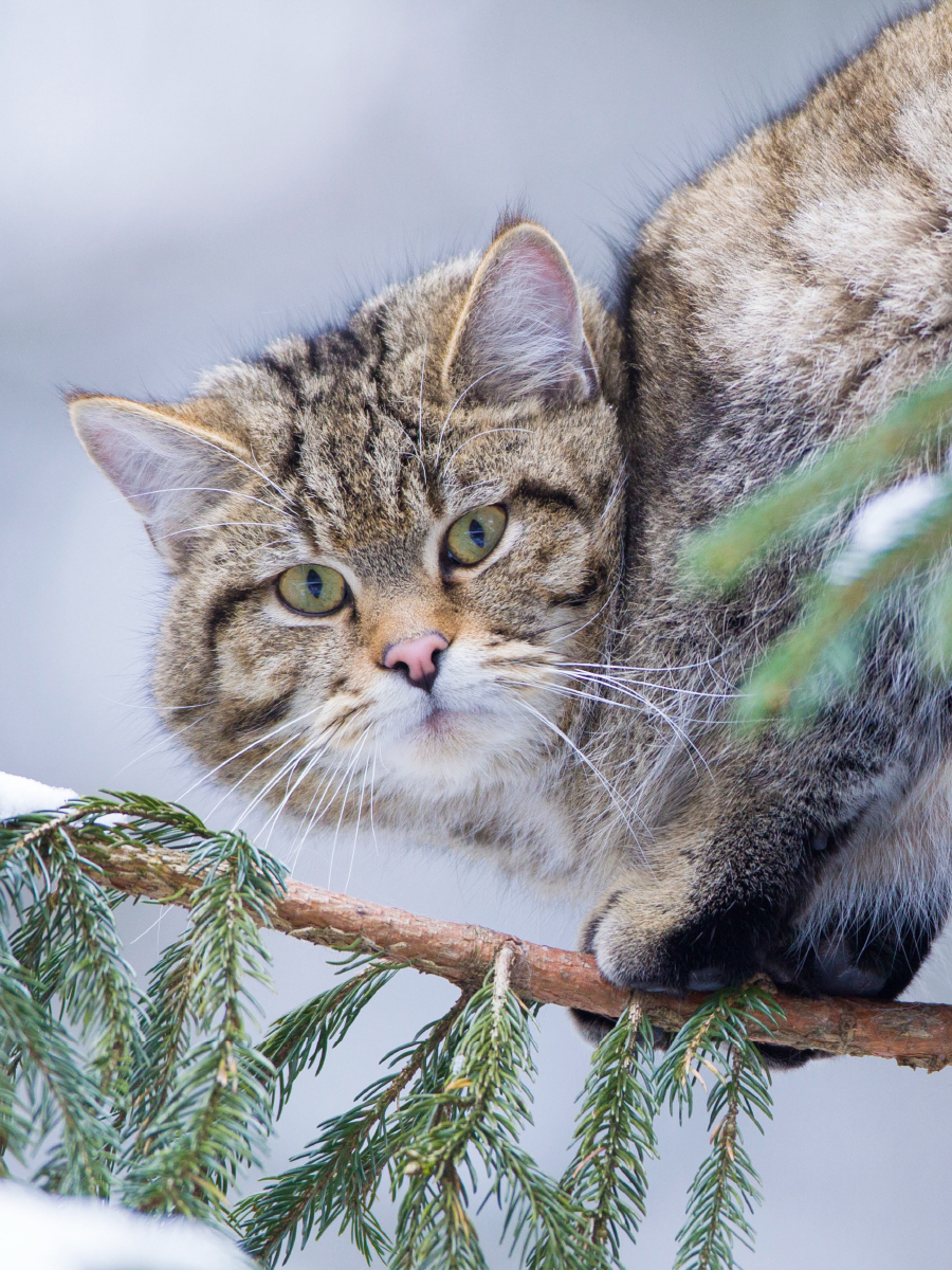 Europäische Wildkatze im Winter