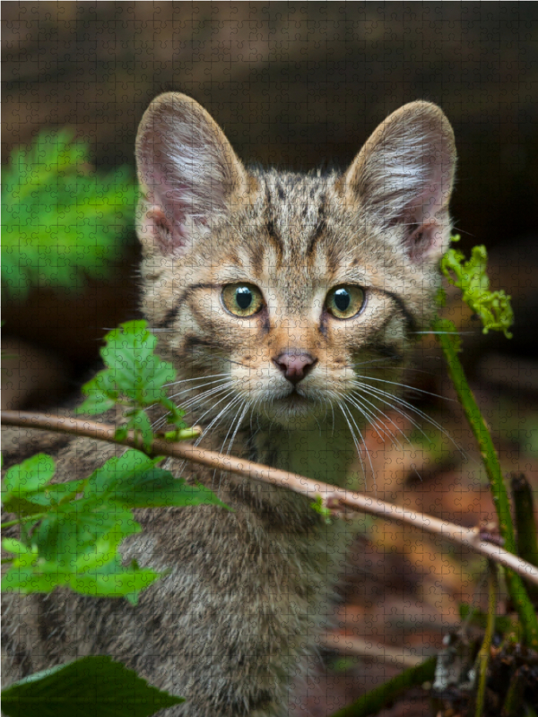 Junge Europäische Wildkatze