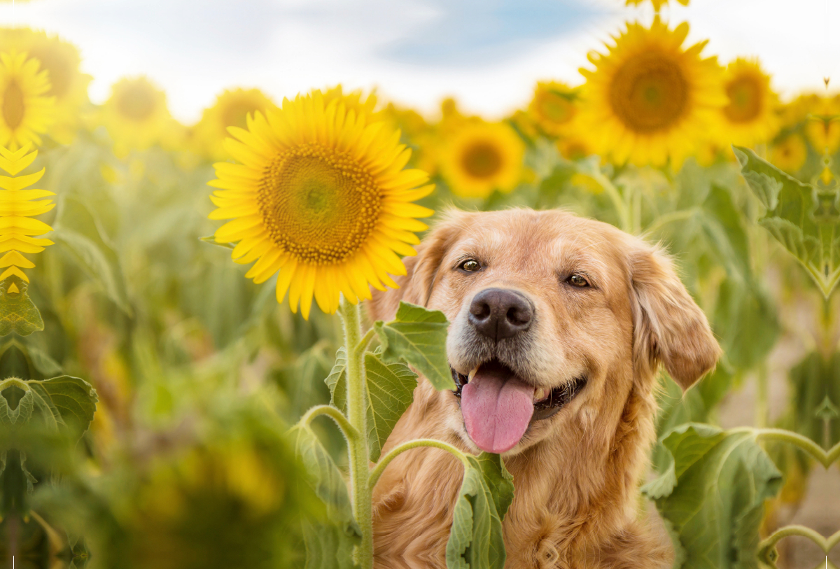 Golden Retriever im Sonnenblumenfeld