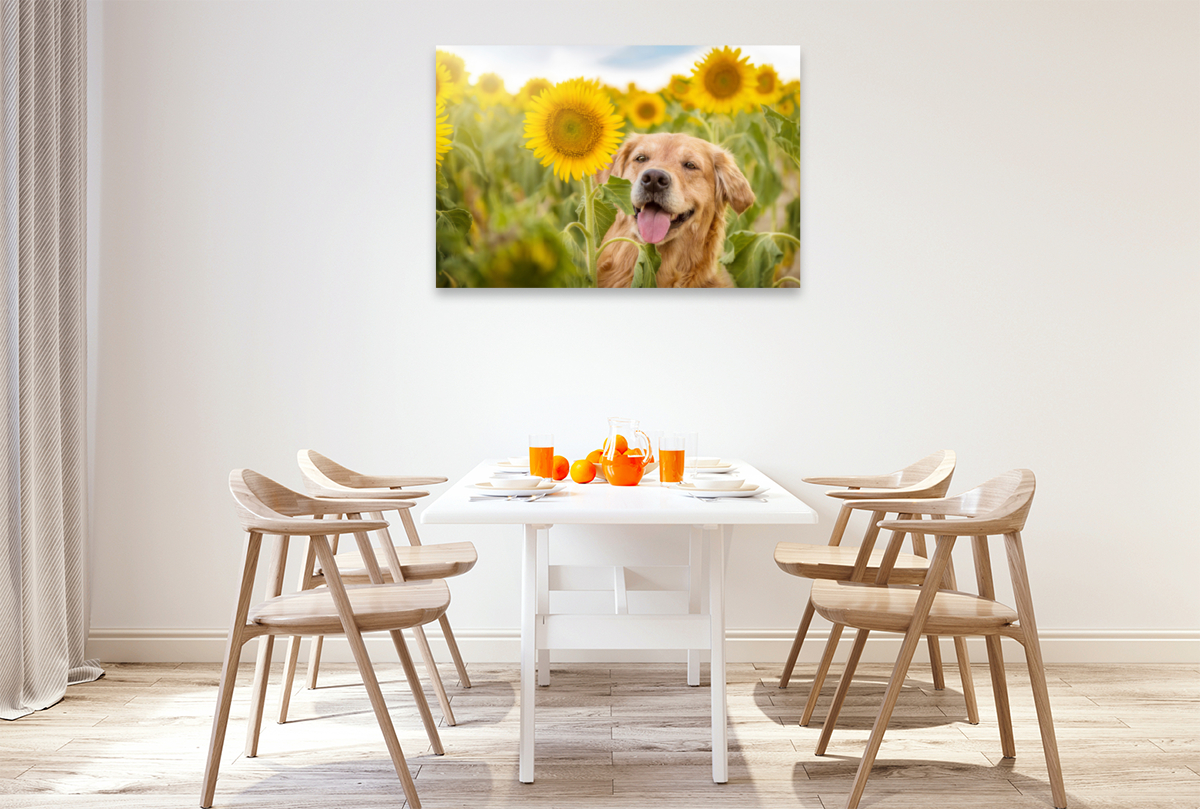 Golden Retriever im Sonnenblumenfeld