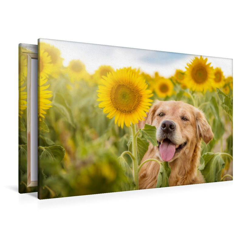 Golden Retriever im Sonnenblumenfeld