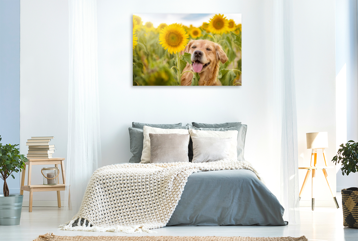 Golden Retriever im Sonnenblumenfeld