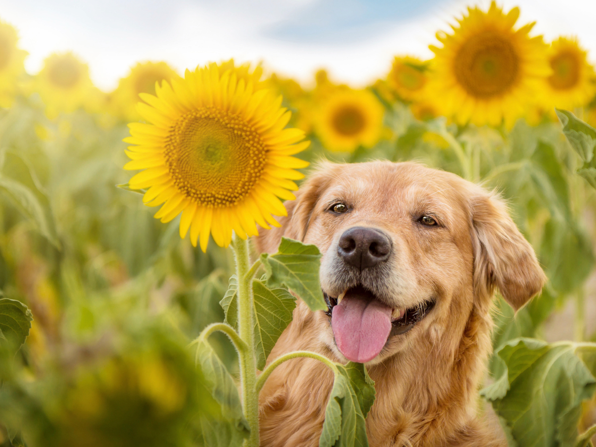 Golden Retriever im Sonnenblumenfeld