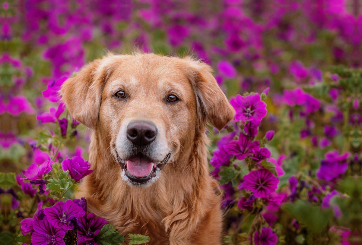 Golden Retriever im Blumenmeer