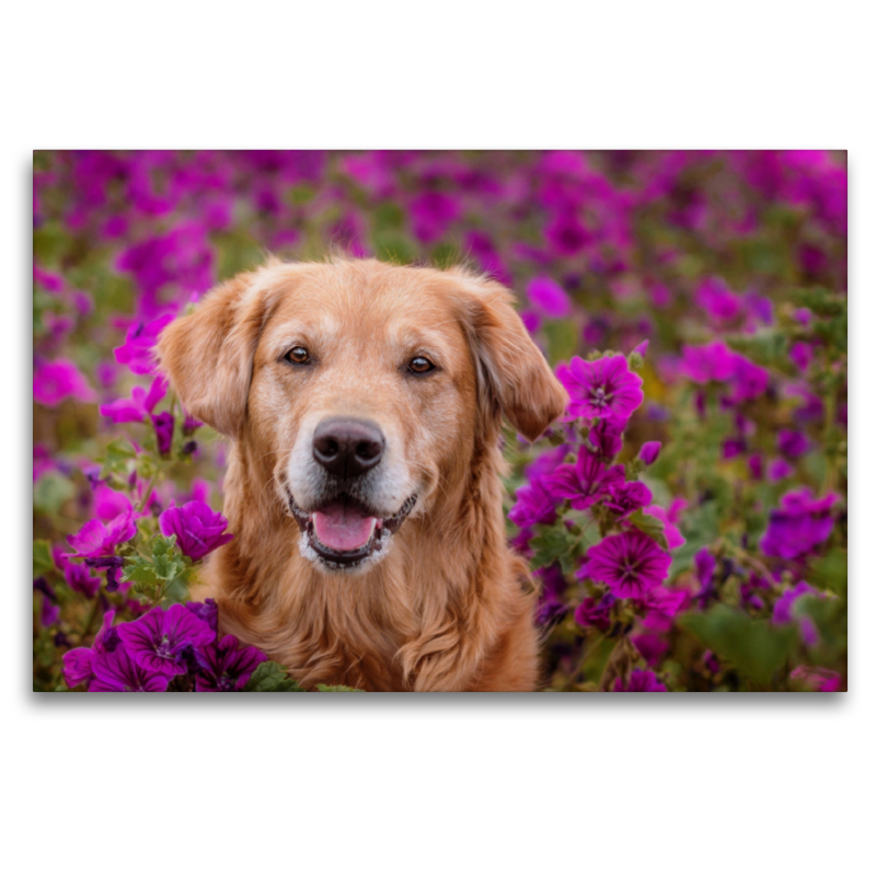 Golden Retriever im Blumenmeer