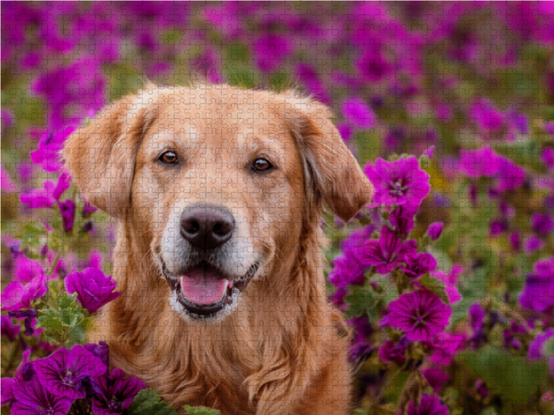 Golden Retriever im Blumenmeer