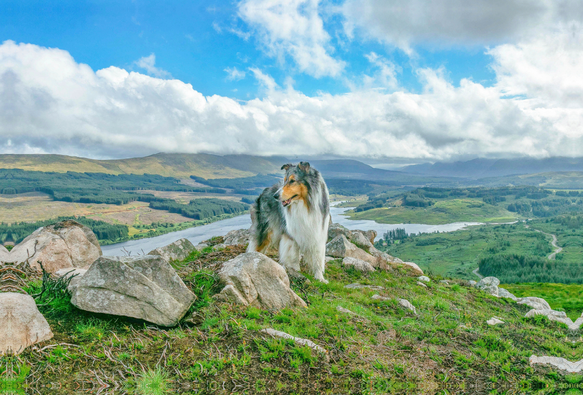 Collie in den Galloways