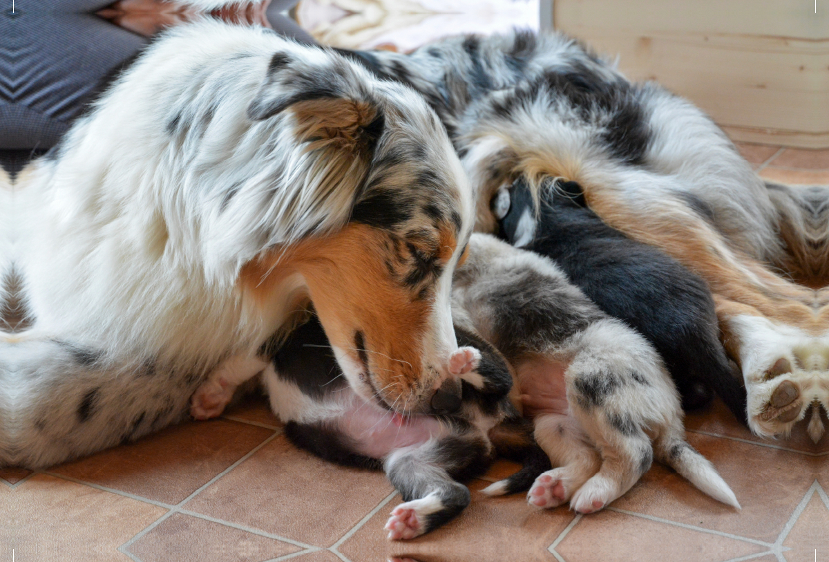 Eine bildhübsche Hündin mit ihren bezaubernden Welpen der Rasse Australian Shepherd