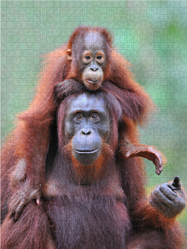 Ein Motiv aus dem Kalender Orang Utans aus Borneo