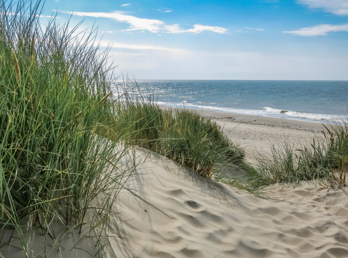 Düne mit Strandgras