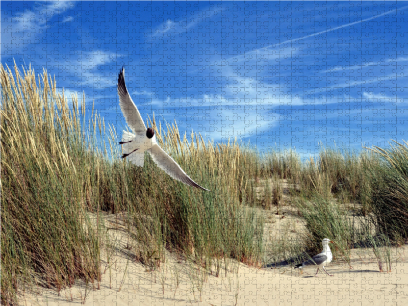 Möwen und Seeschwalbe in einer Düne