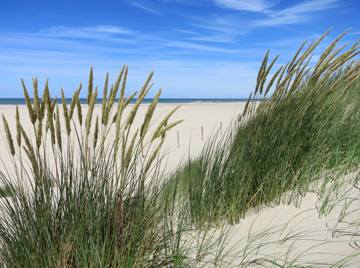 Strandhafer im Sommer