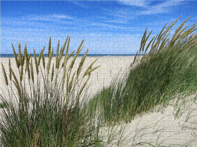 Strandhafer im Sommer