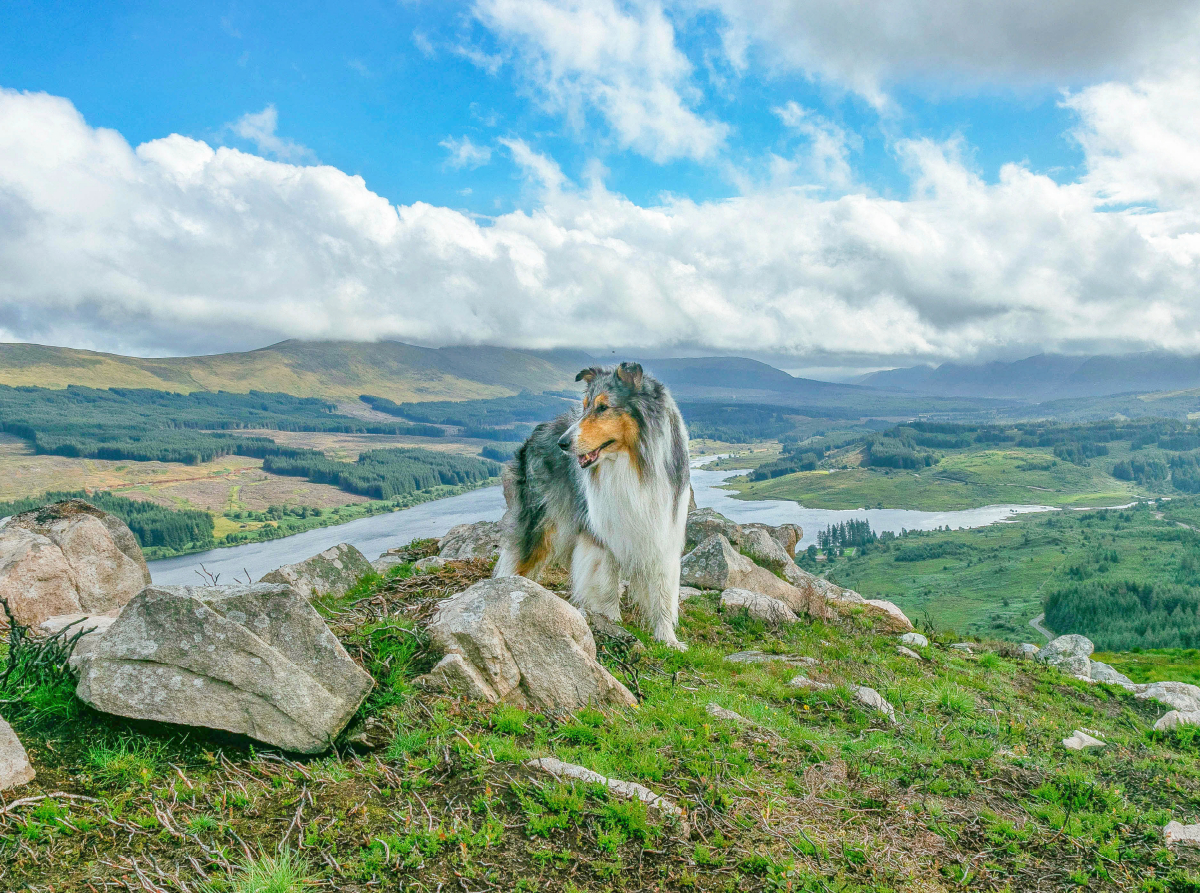 Collie in den Galloways