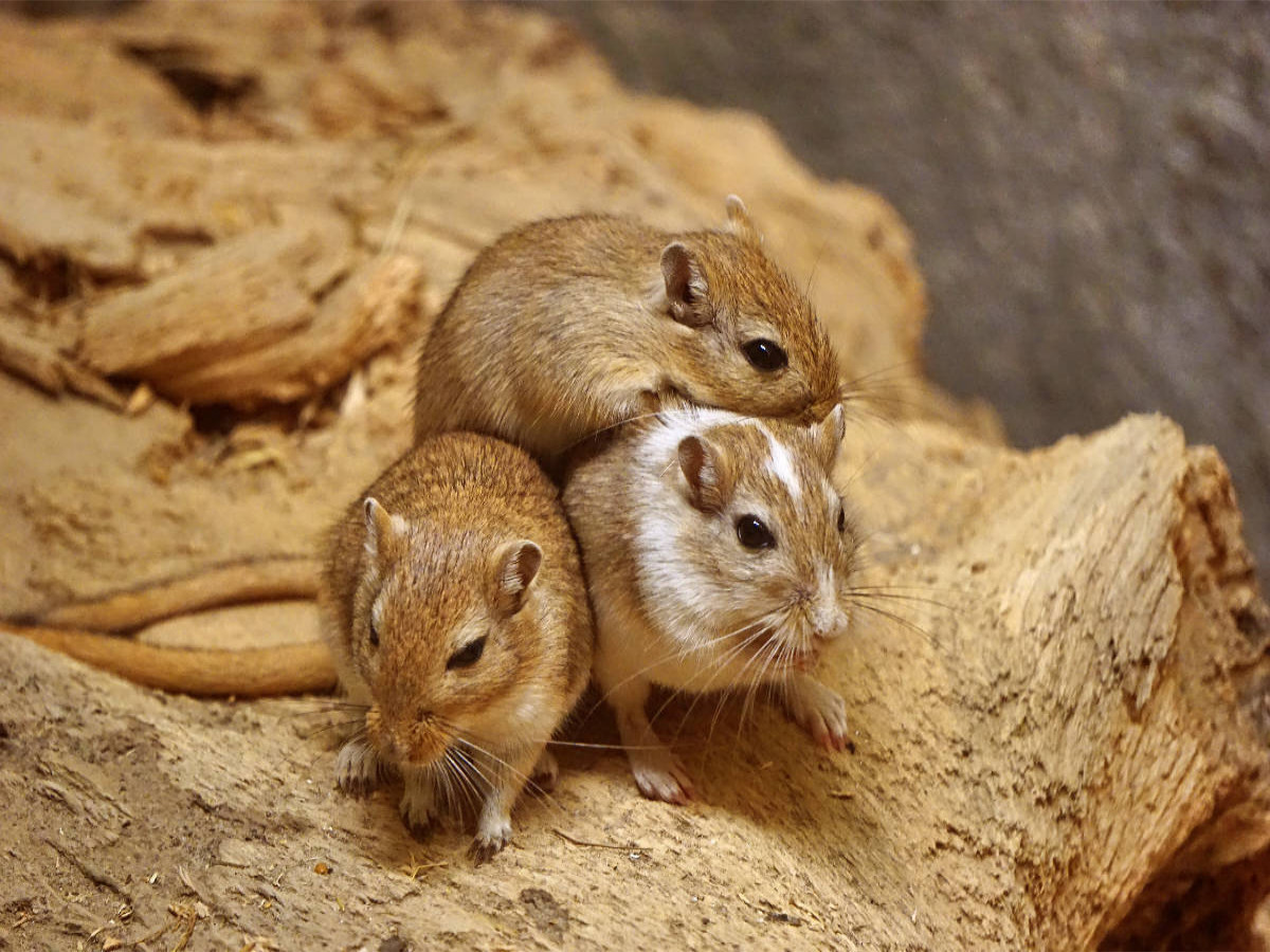 Rennmaus Trio