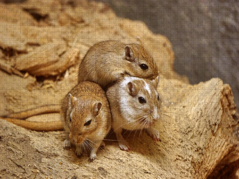 Rennmaus Trio