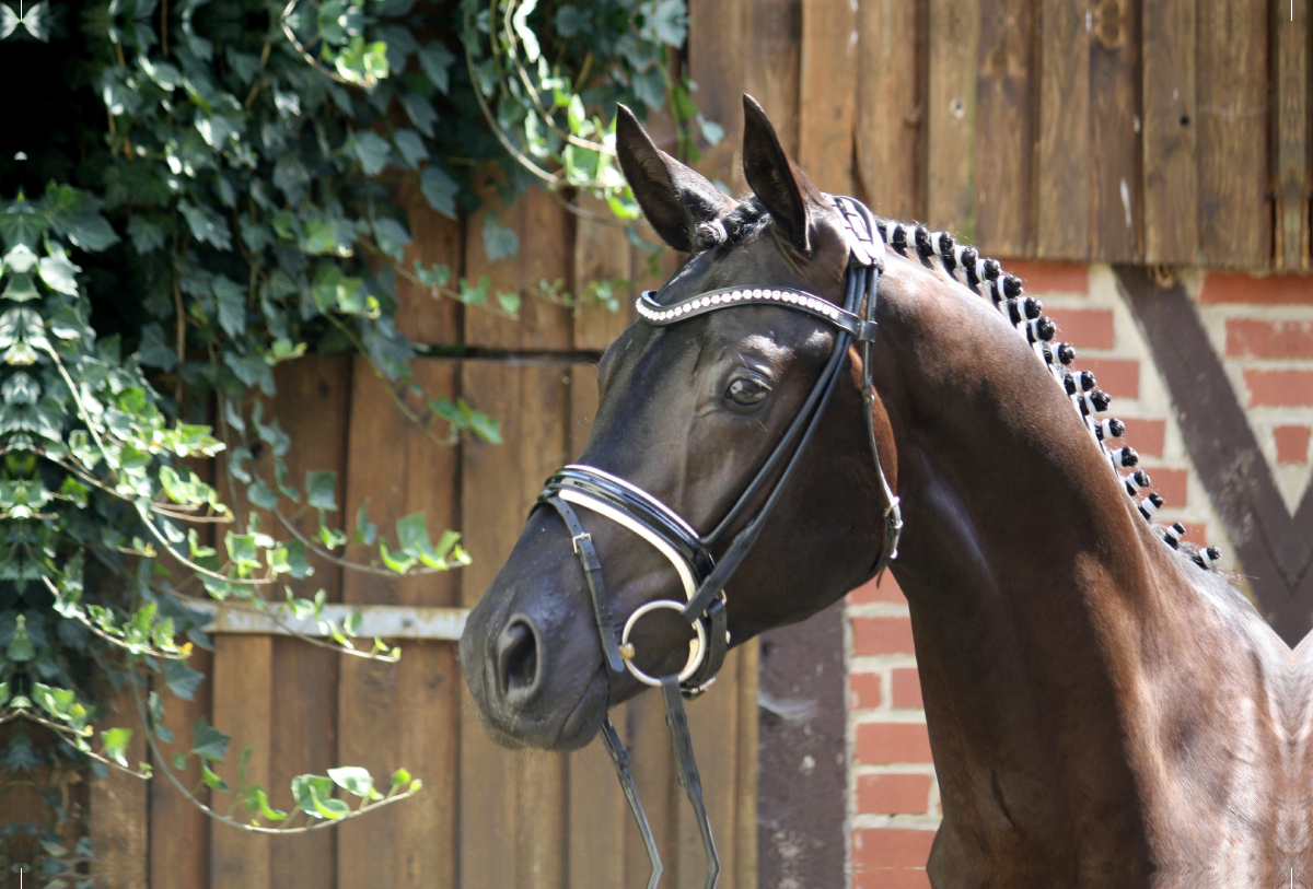 Der Trakehner. Hochadel aus Ostpreußen