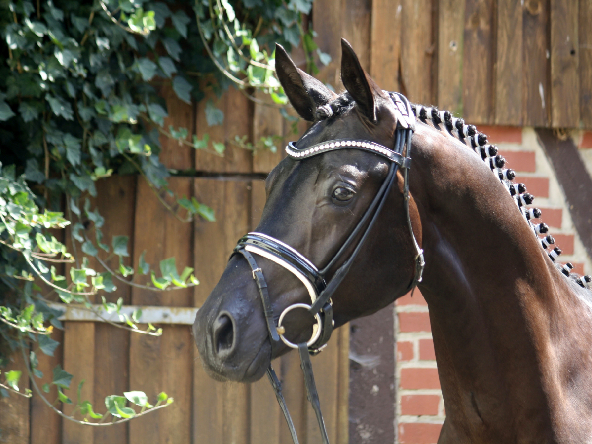 Der Trakehner. Hochadel aus Ostpreußen