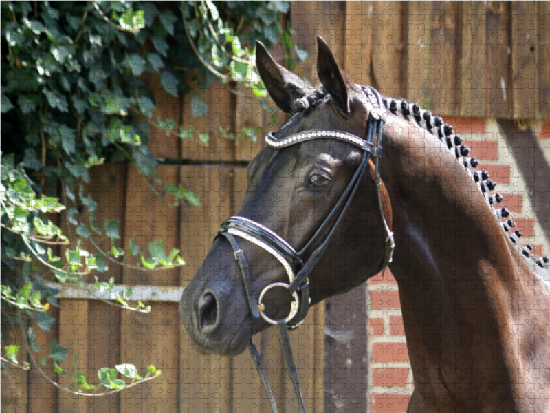 Der Trakehner. Hochadel aus Ostpreußen