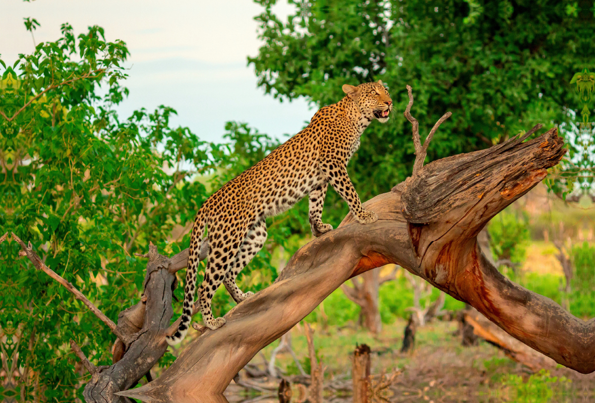 Leopard auf der Jagd