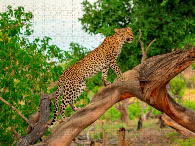 Leopard auf der Jagd