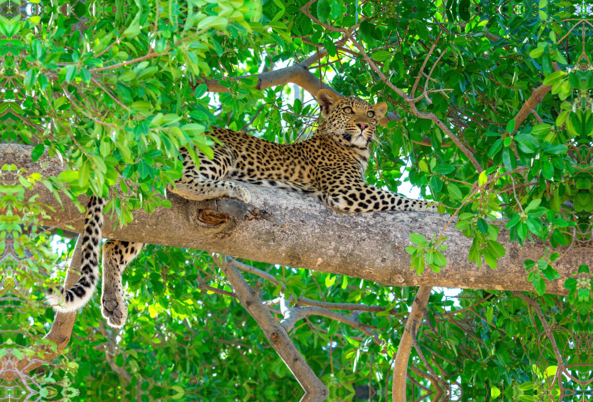 Leopard im Baum