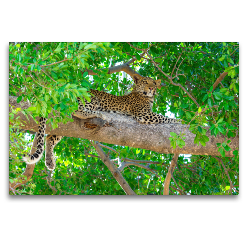 Leopard im Baum