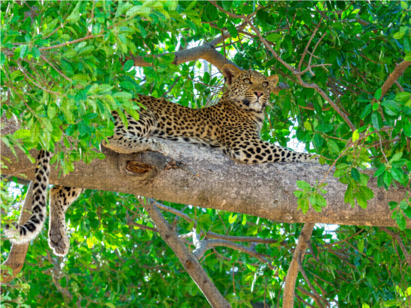 Leopard im Baum