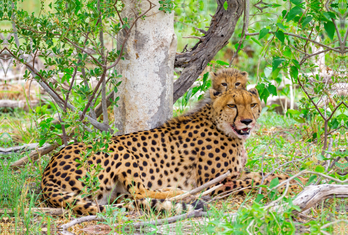 Gepard mit Nachwuchs