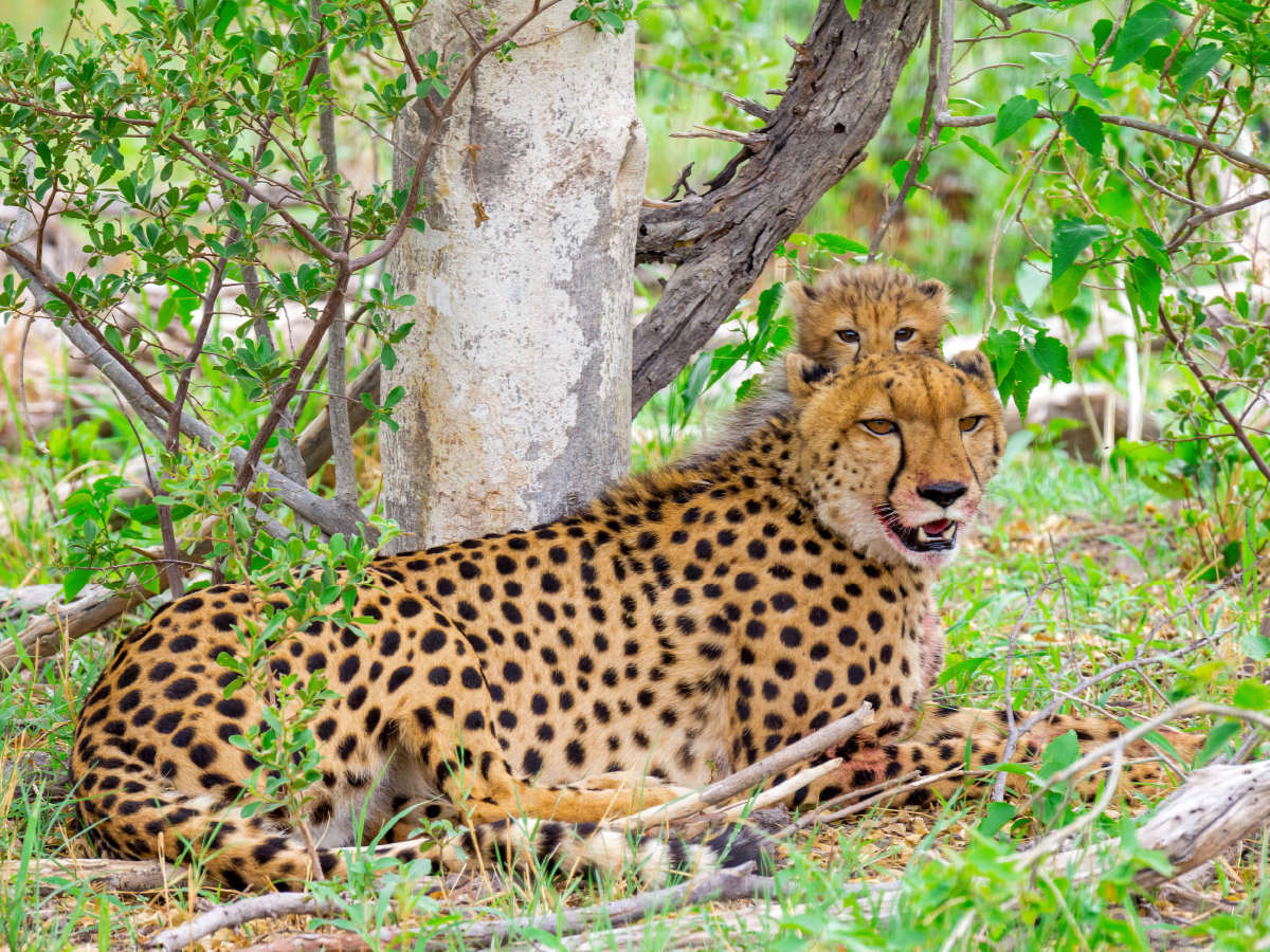 Gepard mit Nachwuchs