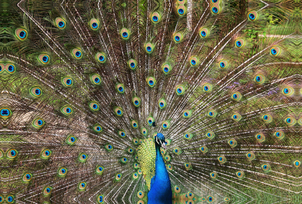 Ein Pfau schlägt sein Rad