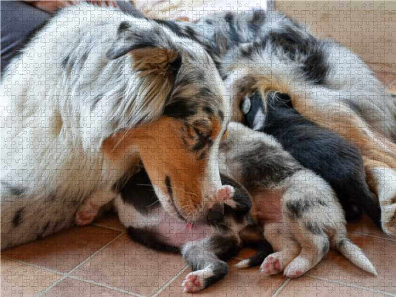 Eine bildhübsche Hündin mit ihren bezaubernden Welpen der Rasse Australian Shepherd