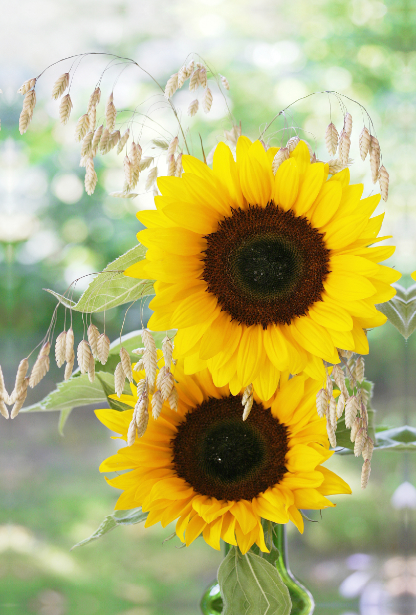 Zwei Sonnenblumen und Großes Zittergras