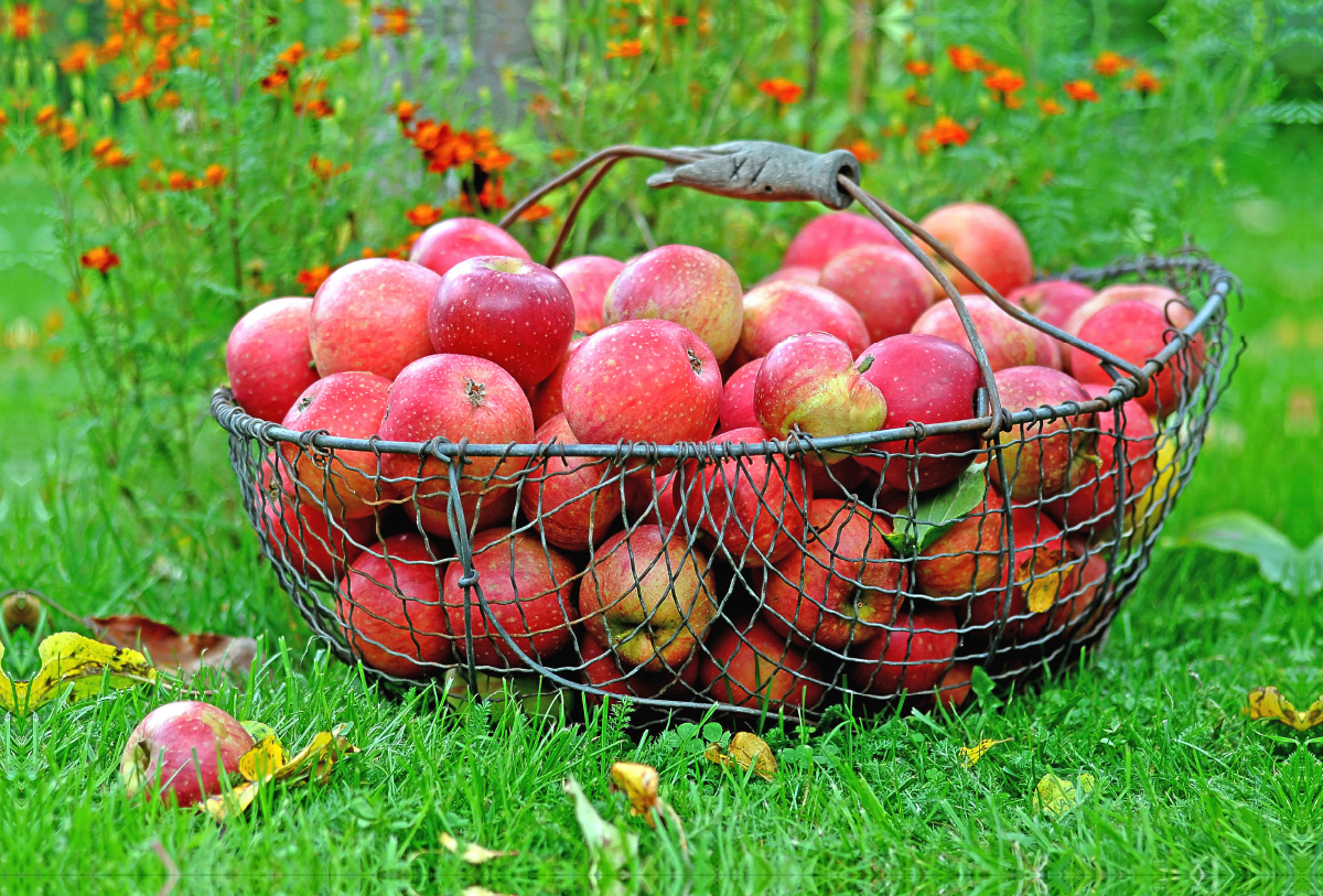 Äpfel im Korb