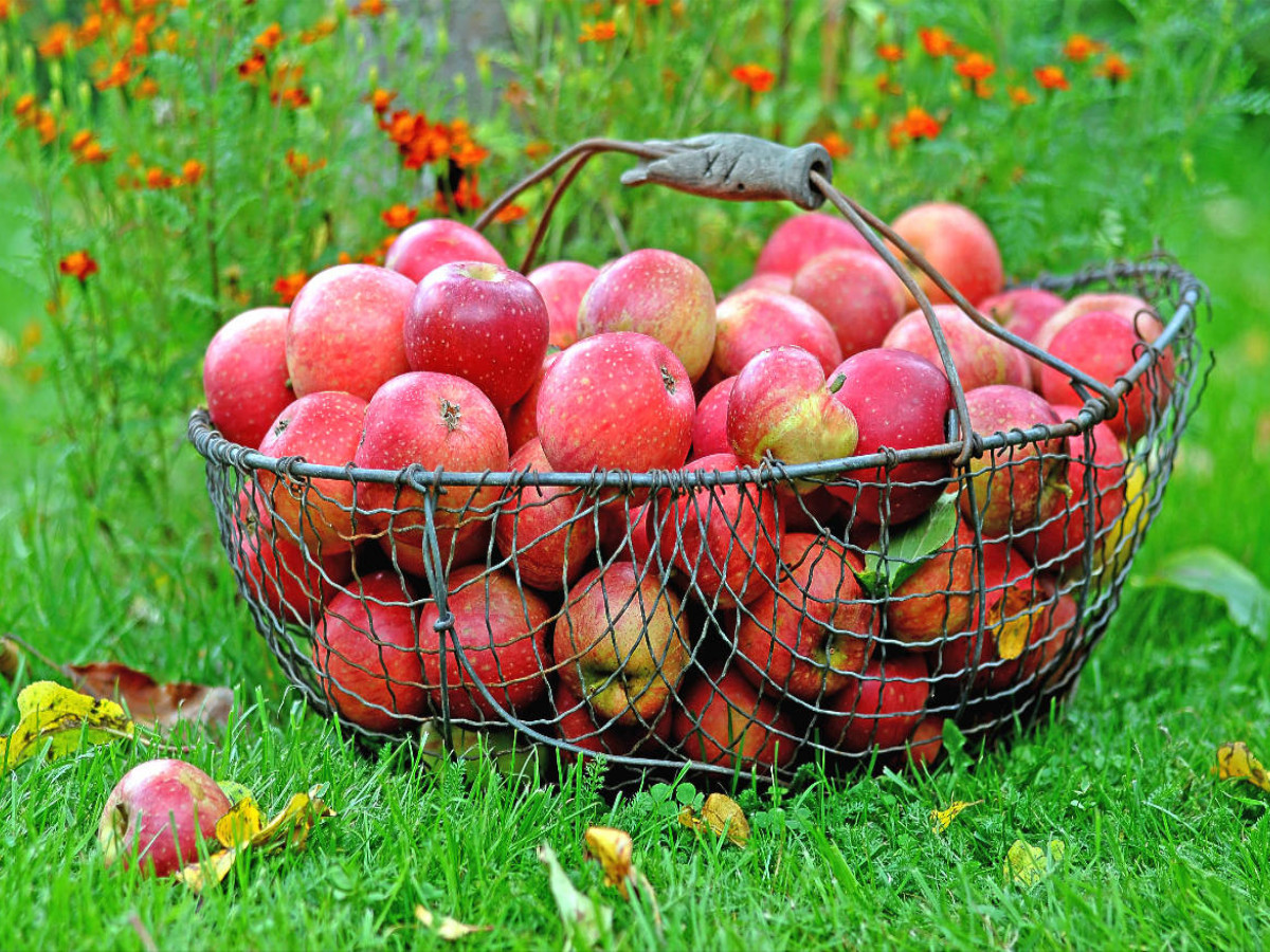 Äpfel im Korb