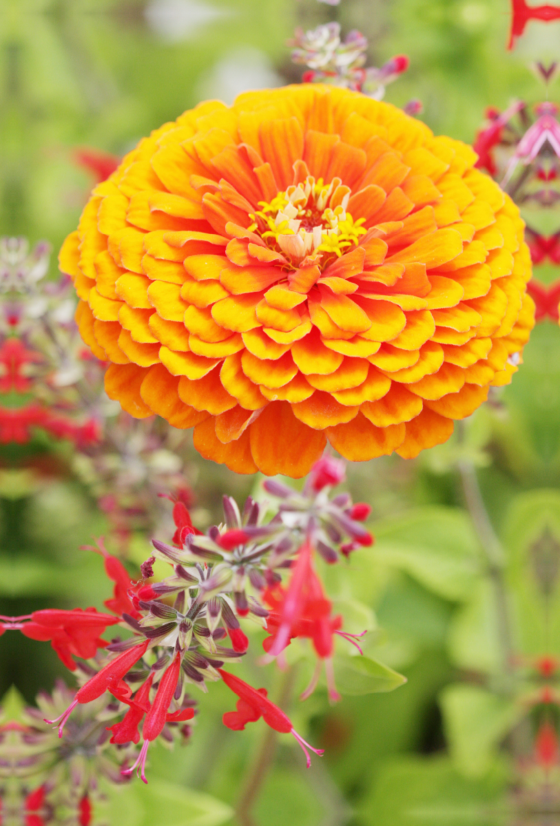 Zinnie und Roter Salbei