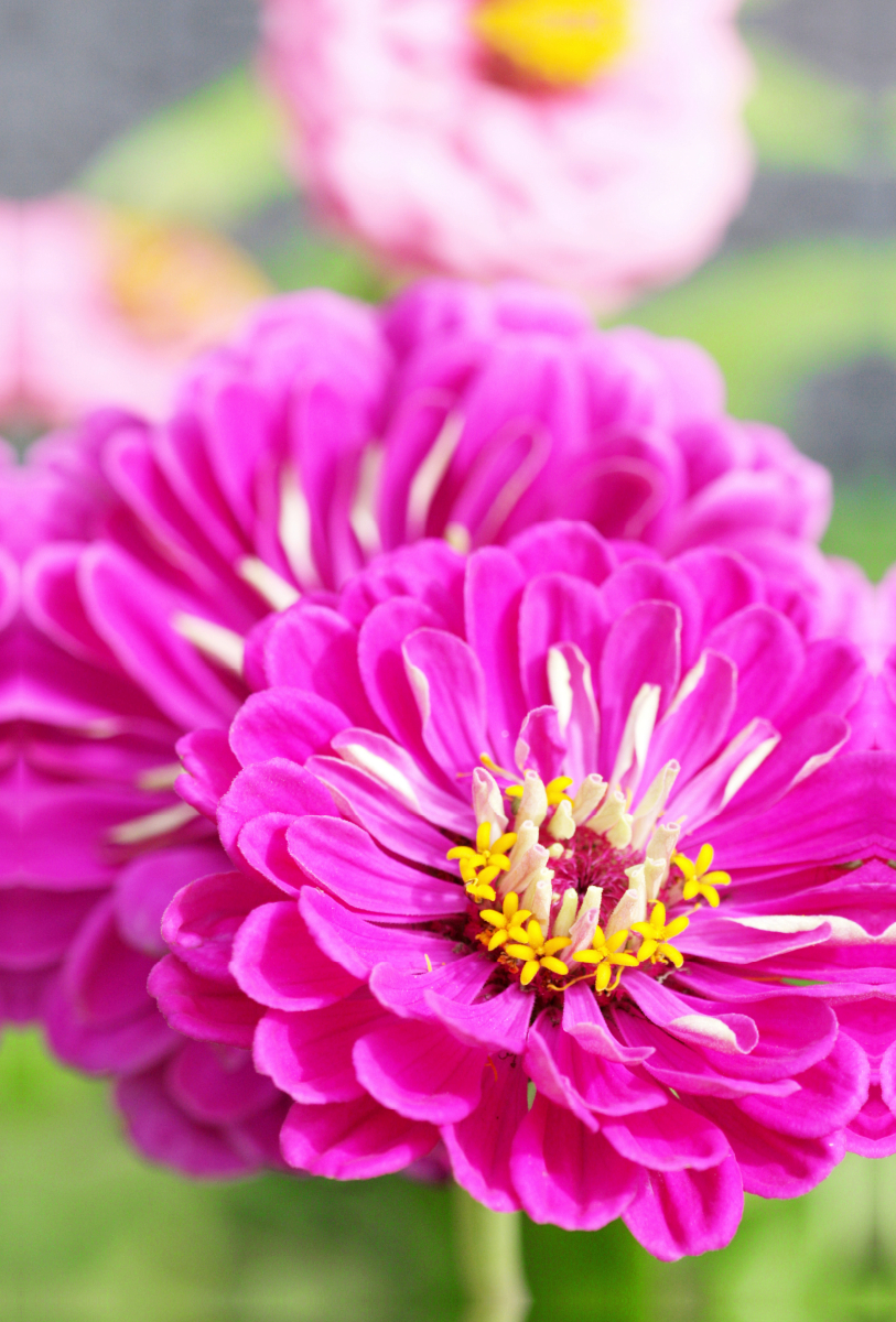 Zwei pinke Zinnien