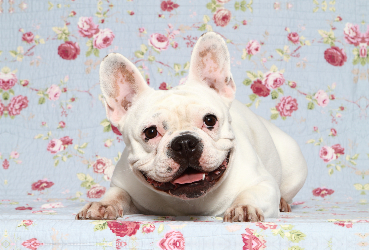 Französische Bulldogge / French Bulldog