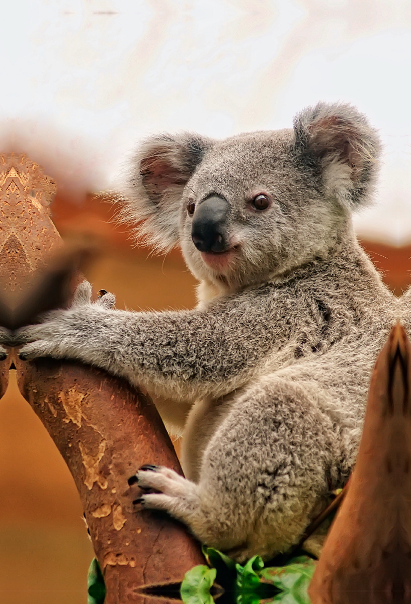 Koala