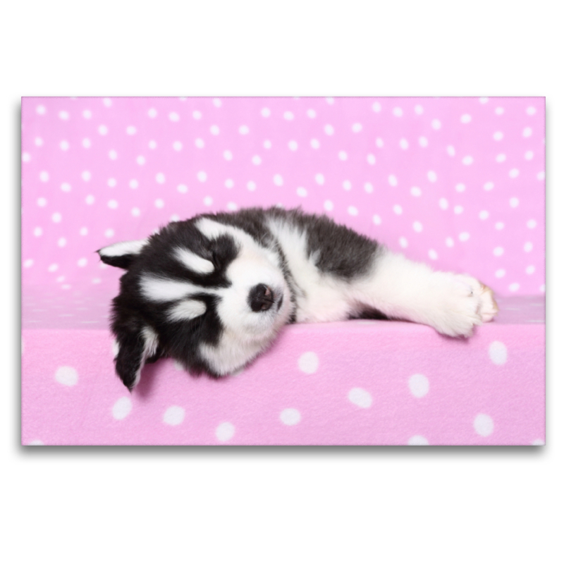 Sibirien Husky Welpe / Siberian Husky Puppy