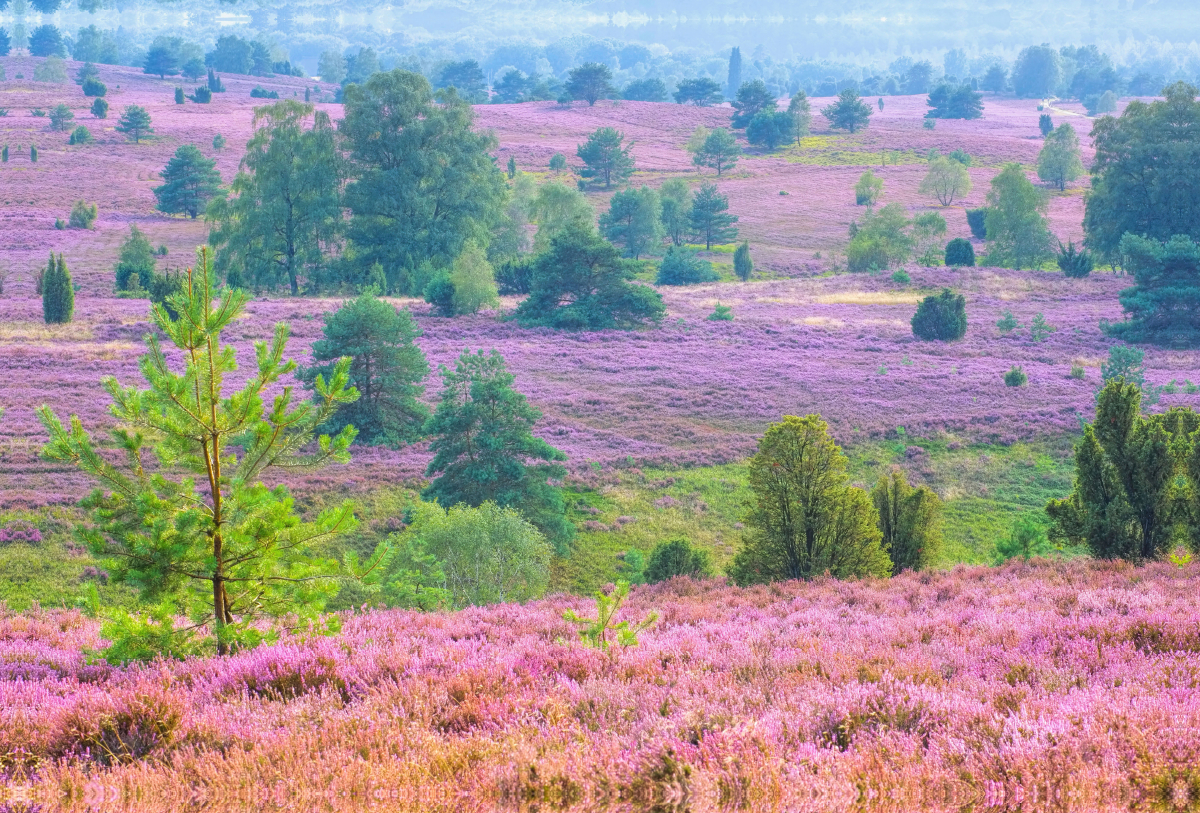 Lüneburger Heide