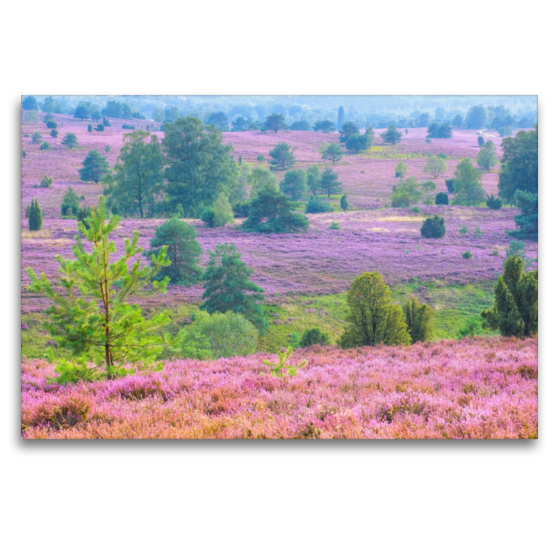 Lüneburger Heide