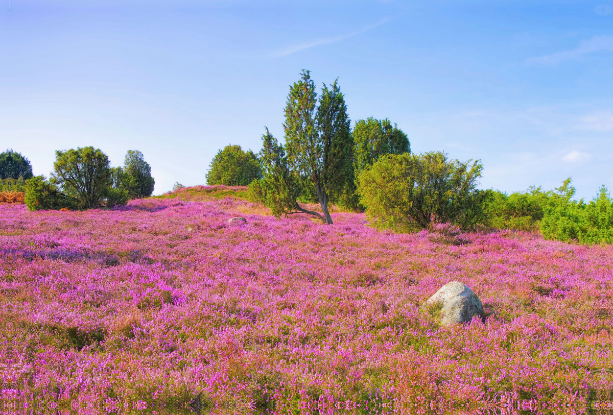 Lüneburger Heide