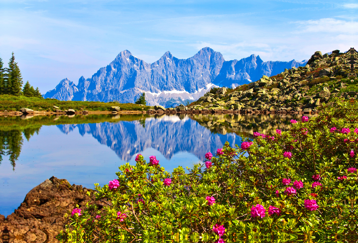 Almrauschblüte am Spiegelsee auf der Reiteralm