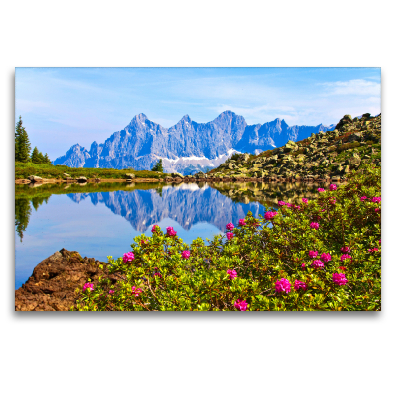 Almrauschblüte am Spiegelsee auf der Reiteralm