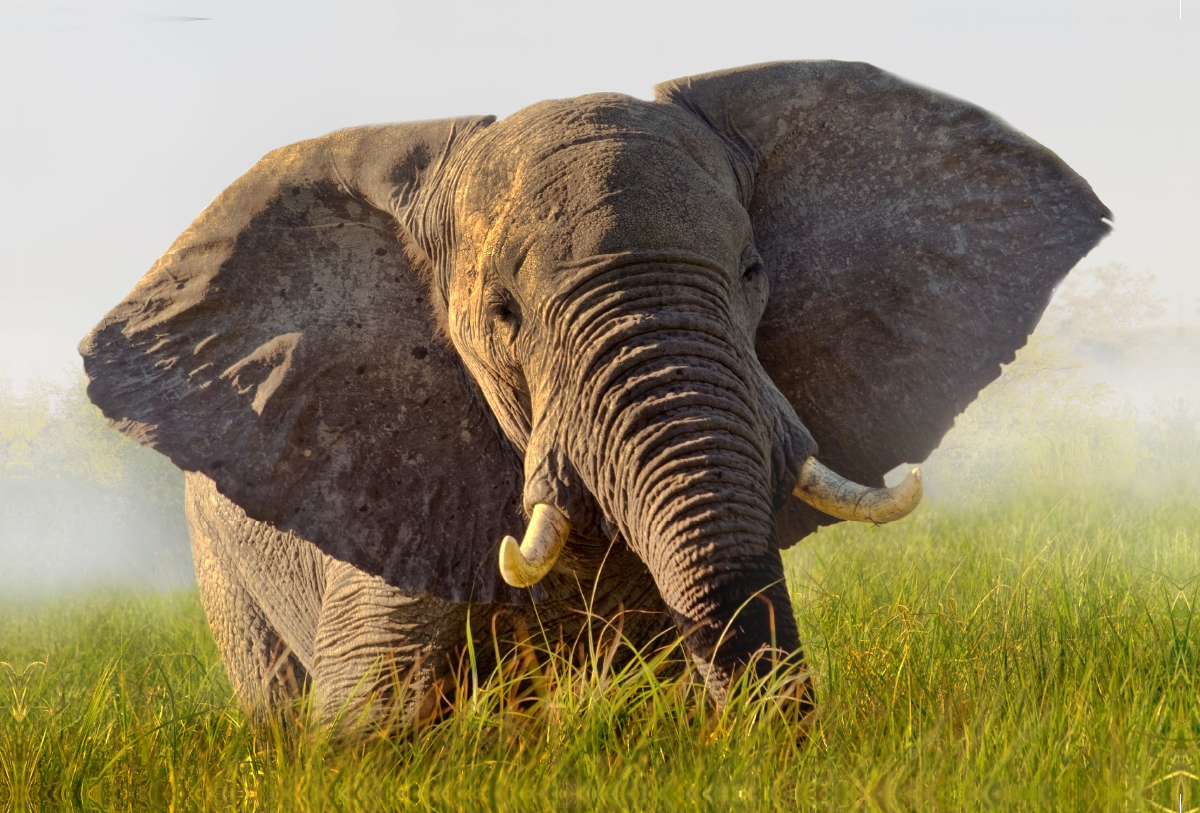 Elefant im Okawango Delta